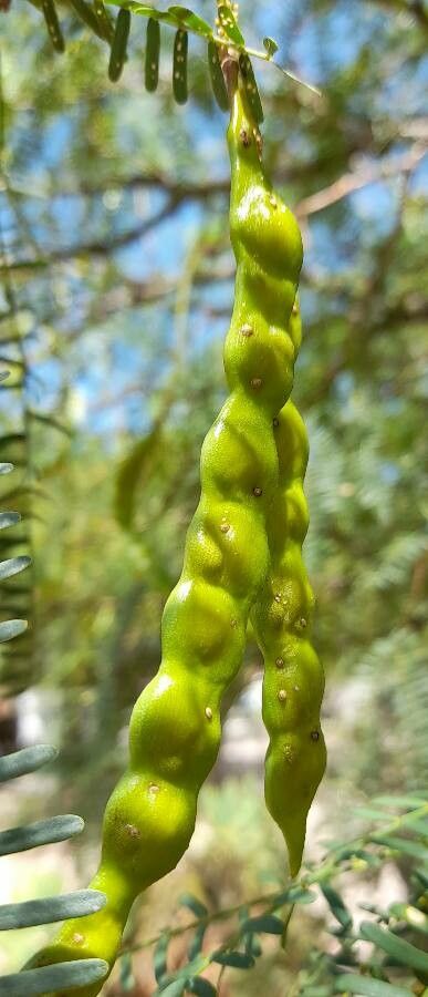 Prosopis flexuosa fruit