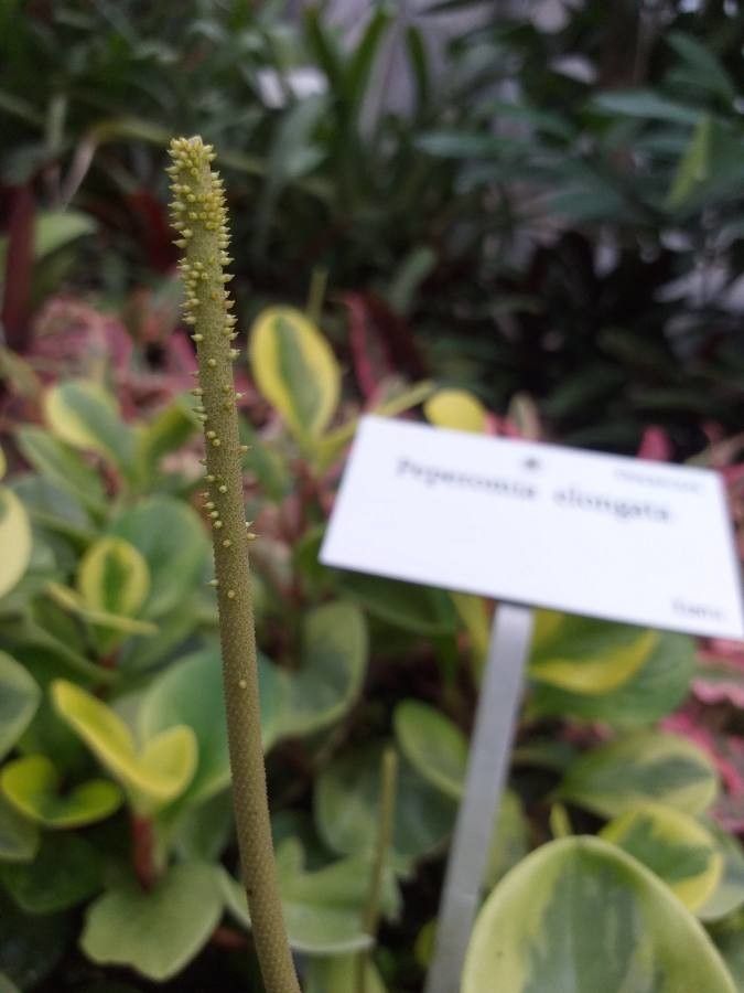 Peperomia elongata flower