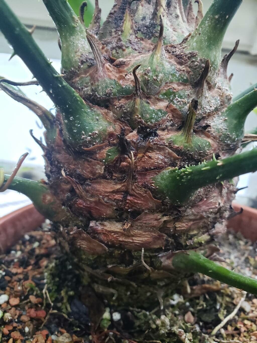 Zamia tuerckheimii bark