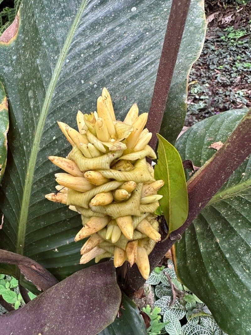 Goeppertia vinosa flower