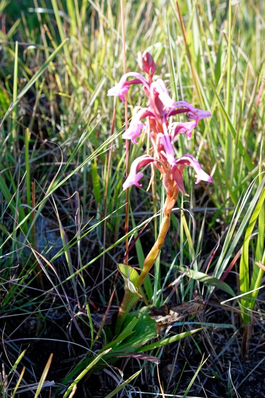 Satyrium rostratum flower