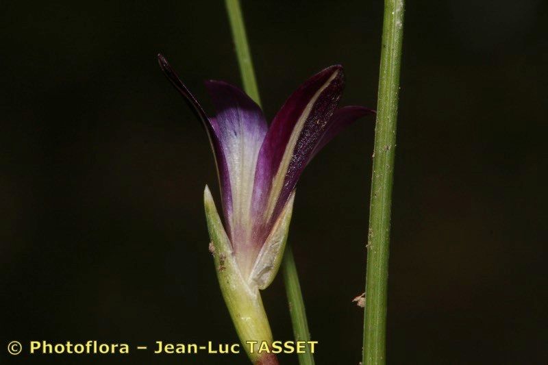 Romulea revelierei — search result for 'Romulea'