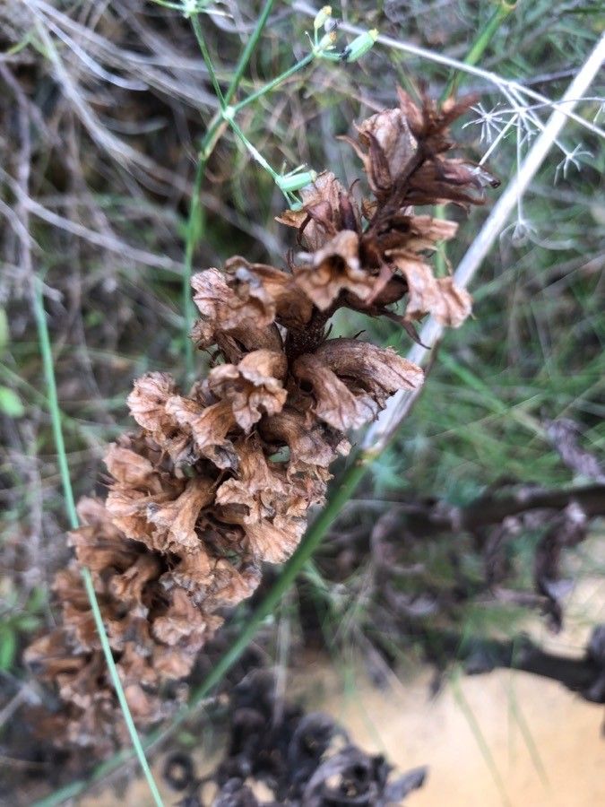 Orobanche amethystea flower