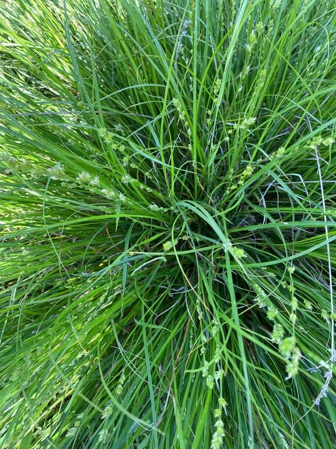 Carex demissa — search result for 'Iceland'