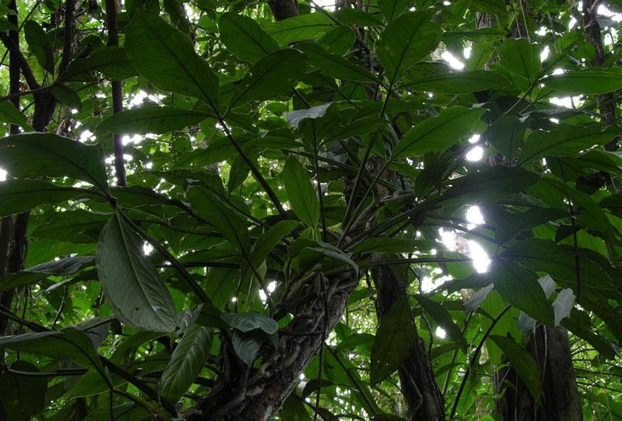 Syngonium triphyllum other
