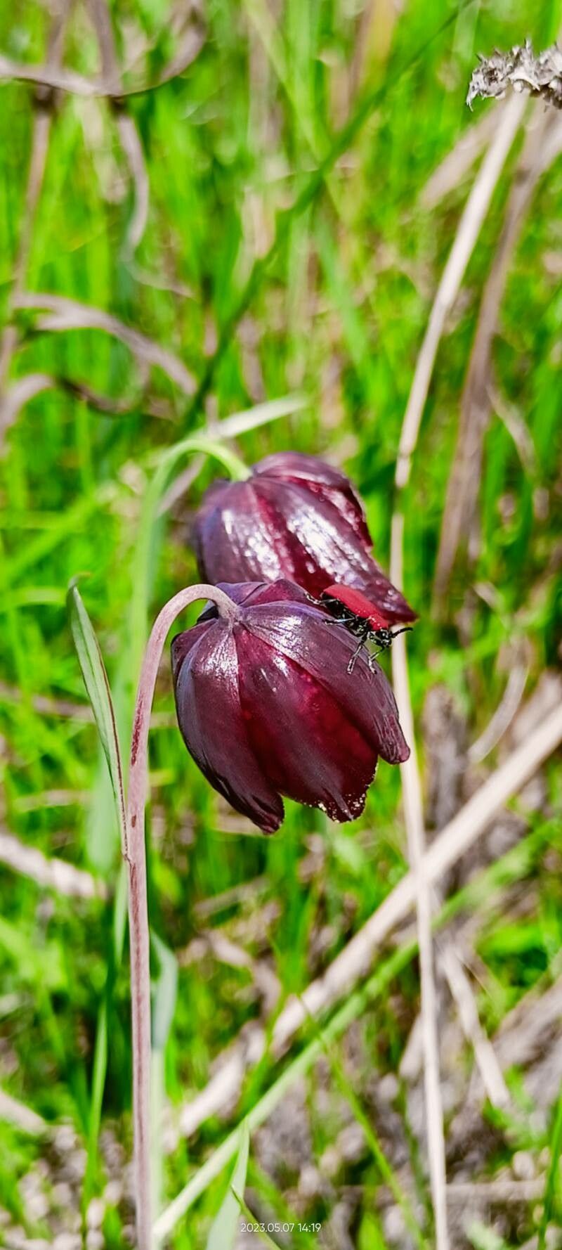 Fritillaria meleagroides flower