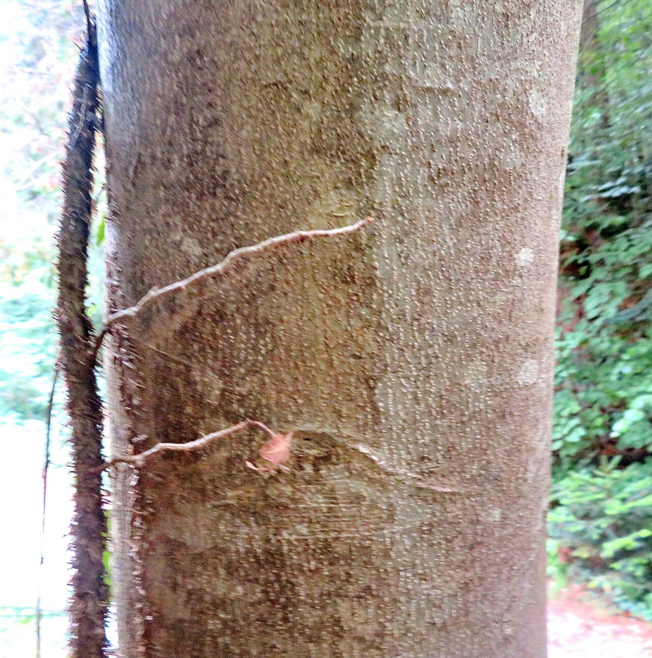 Fraxinus longicuspis bark