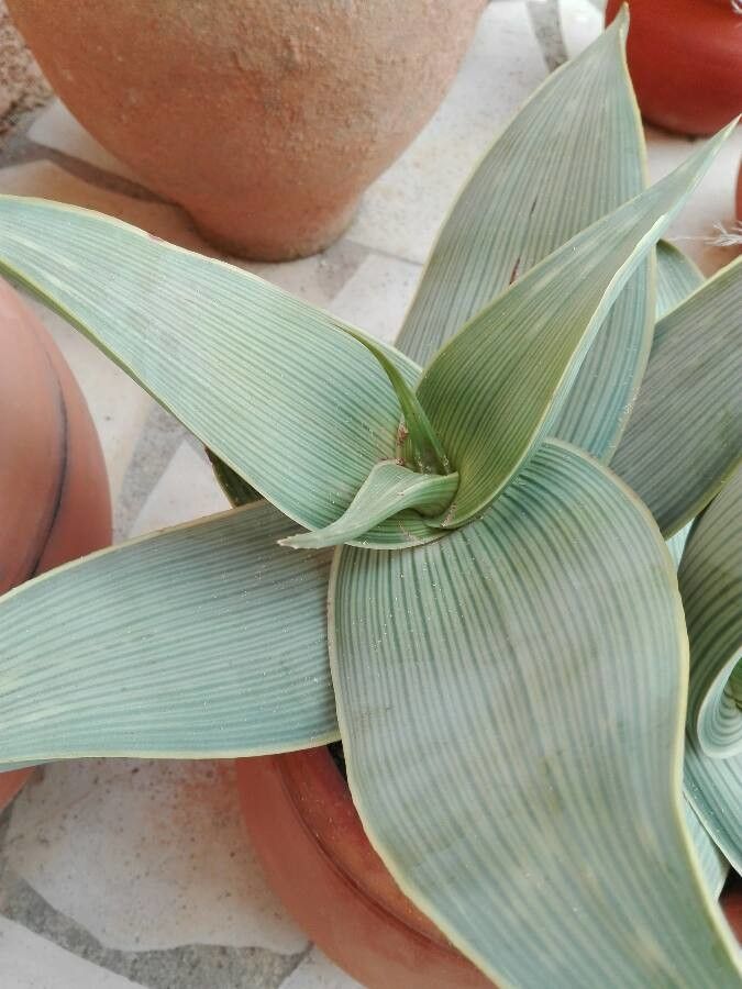 Aloe karasbergensis — houseplant care guide