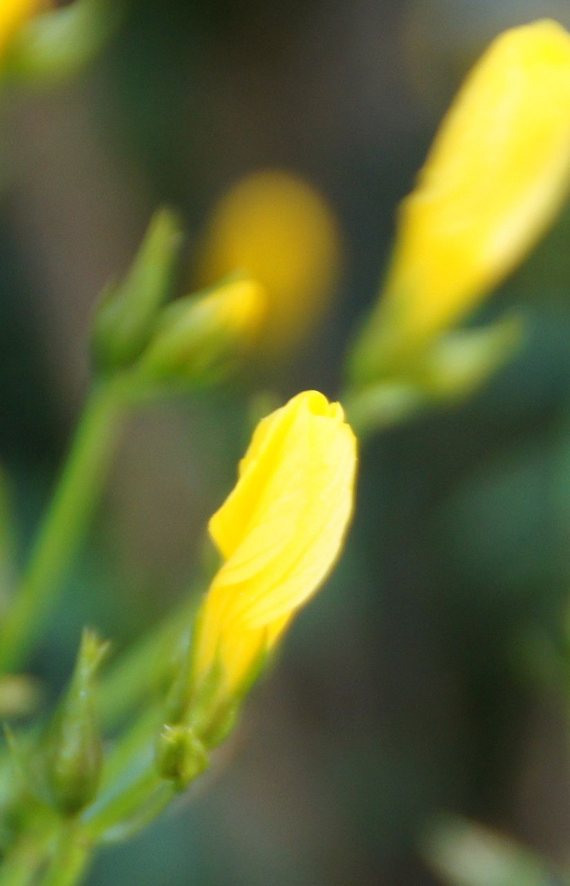 Linum arboreum flower
