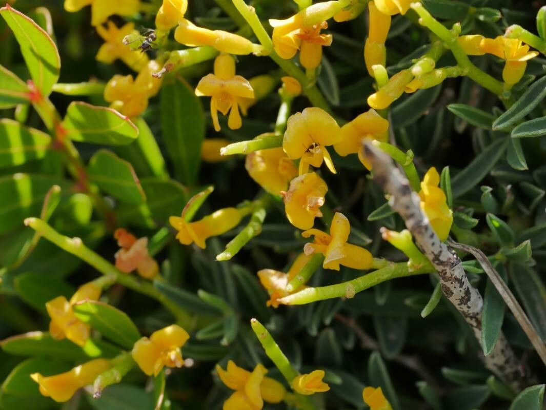 Anthyllis hystrix — search result for 'Anthyllis'