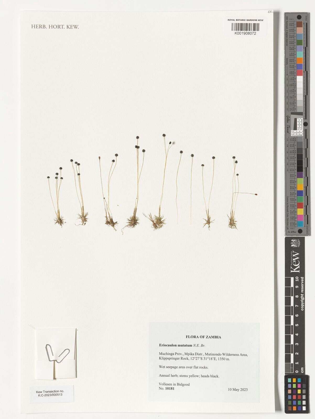 Eriocaulon mutatum — houseplant care guide