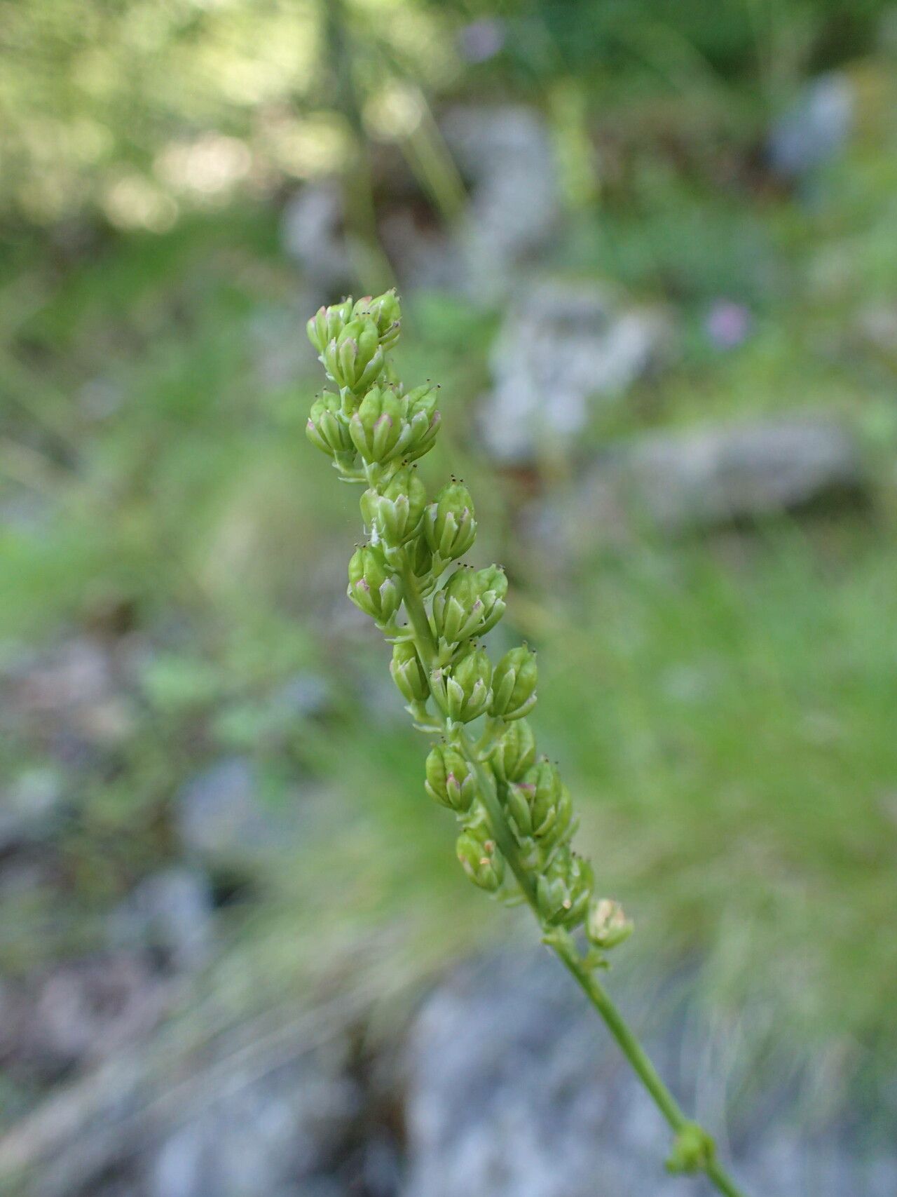 Tofieldia calyculata flower