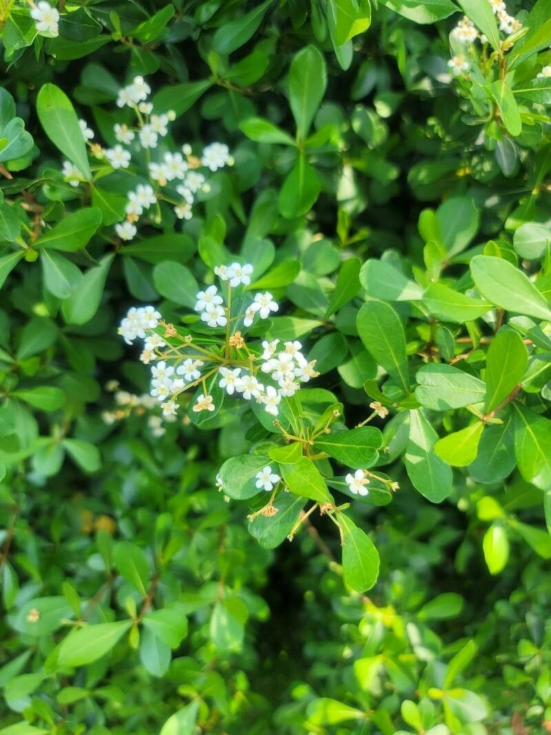 Viburnum obovatum flower
