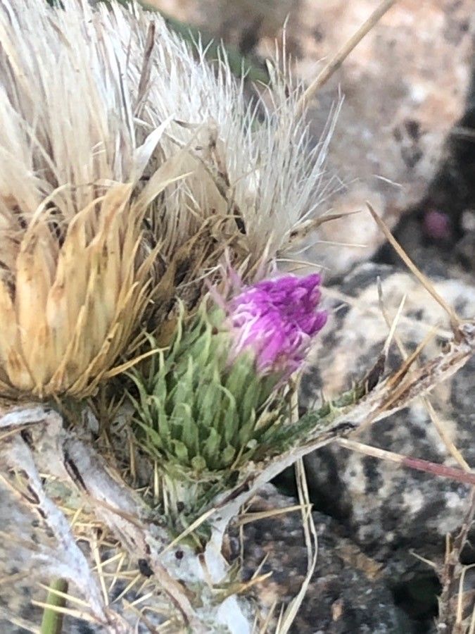 Carduus carpetanus flower