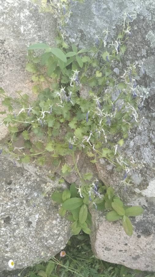 Campanula elatines leaf
