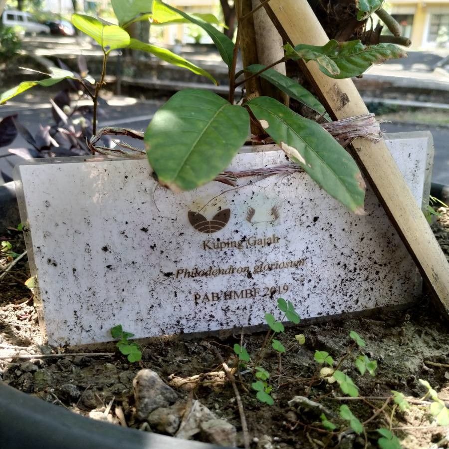 Philodendron gloriosum other