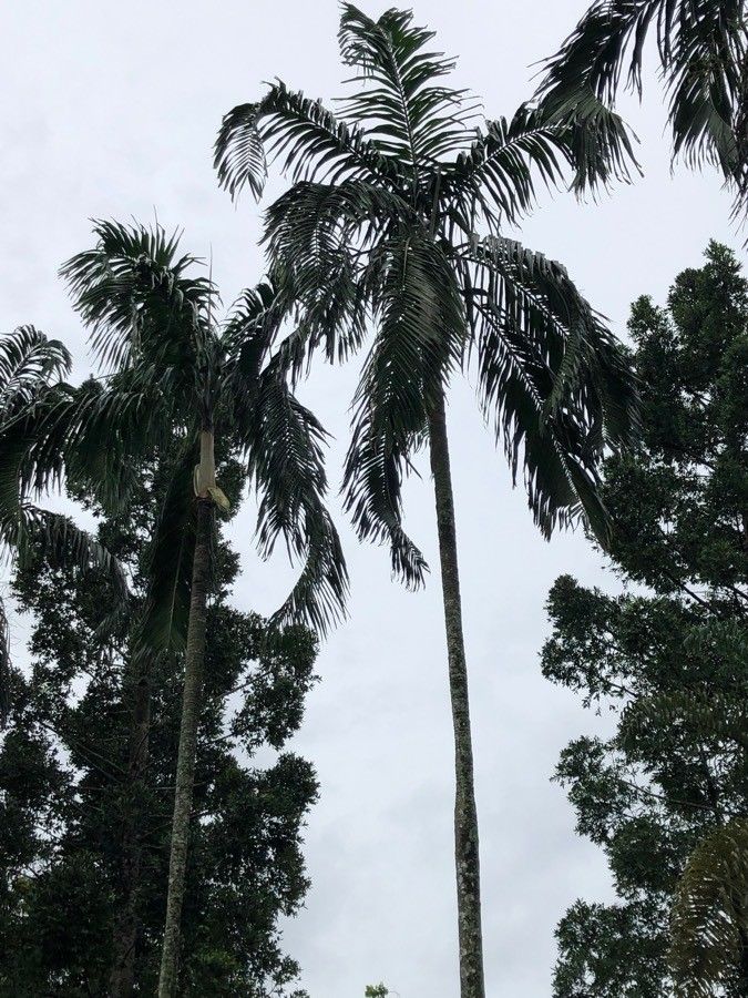 Carpentaria acuminata habit