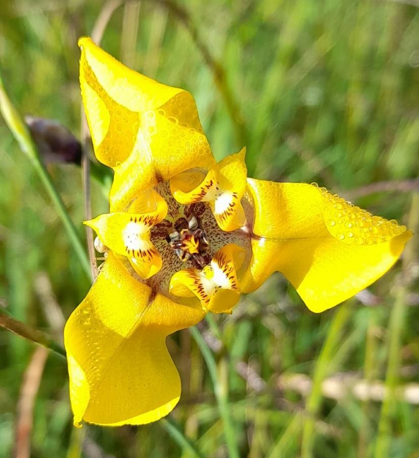 Cypella herbertii flower