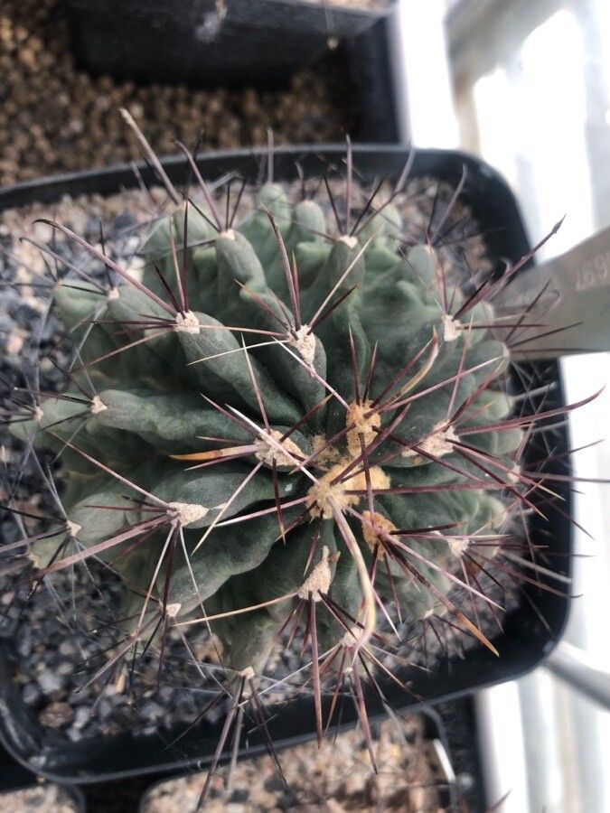 Ferocactus hamatacanthus leaf