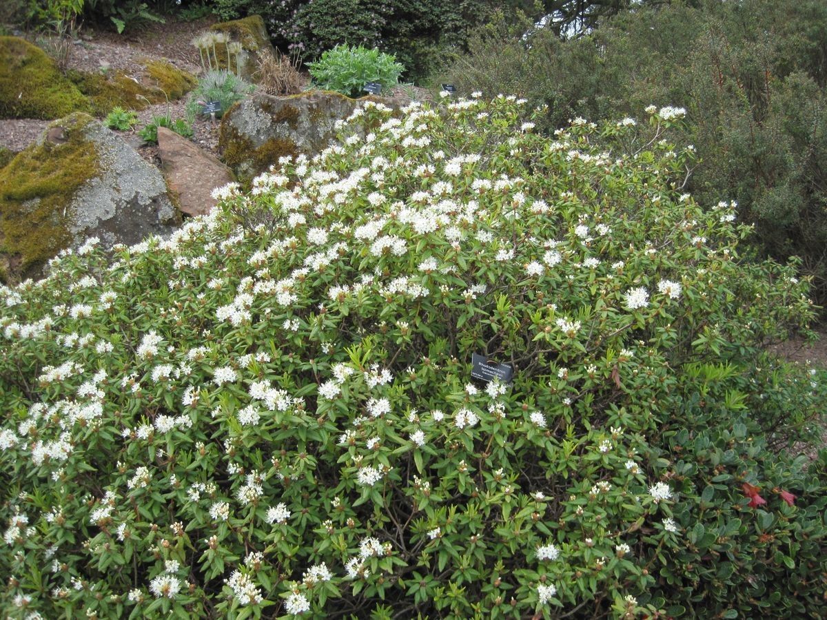 Rhododendron tolmachevii habit