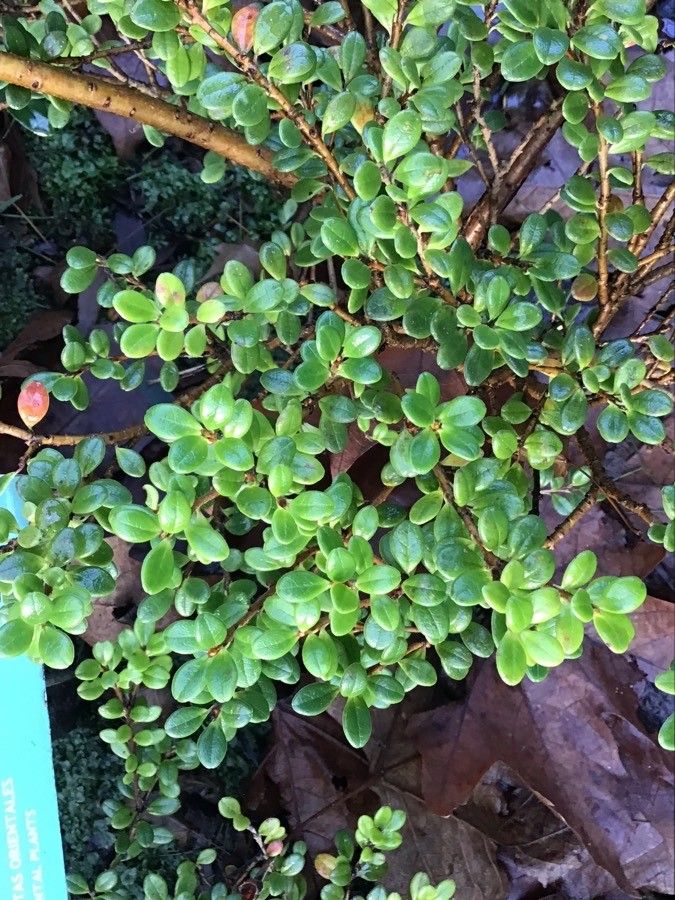 Vaccinium dendrocharis — search result for 'Vaccinium'