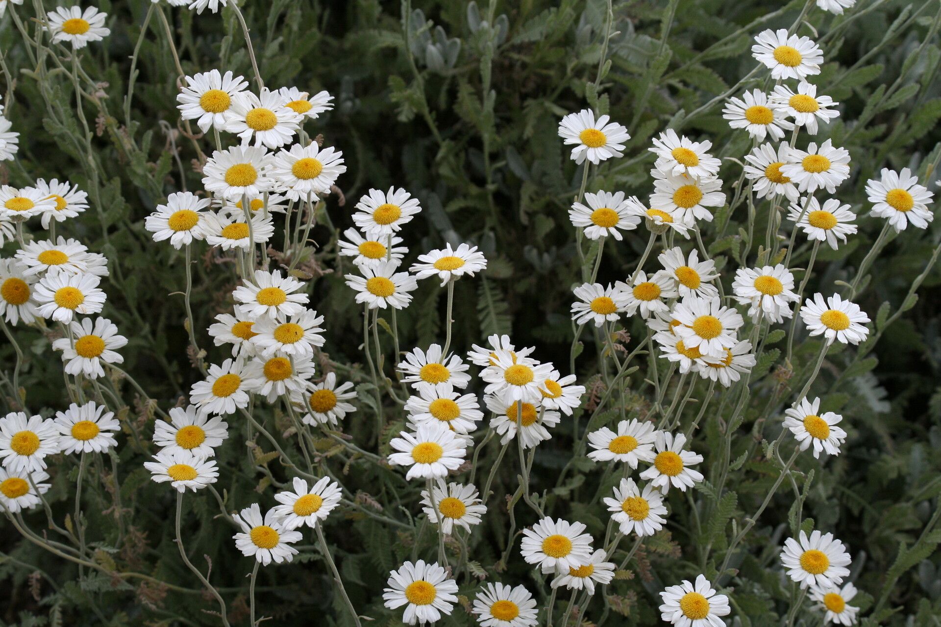 Tanacetum praeteritum flower
