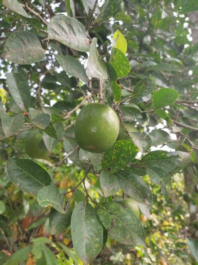 Irvingia gabonensis — houseplant care guide