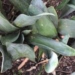 Sansevieria hyacinthoides