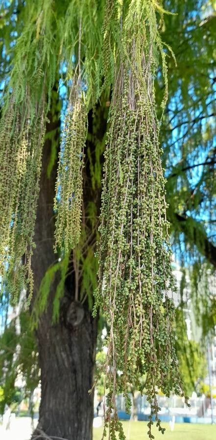 Taxodium huegelii flower