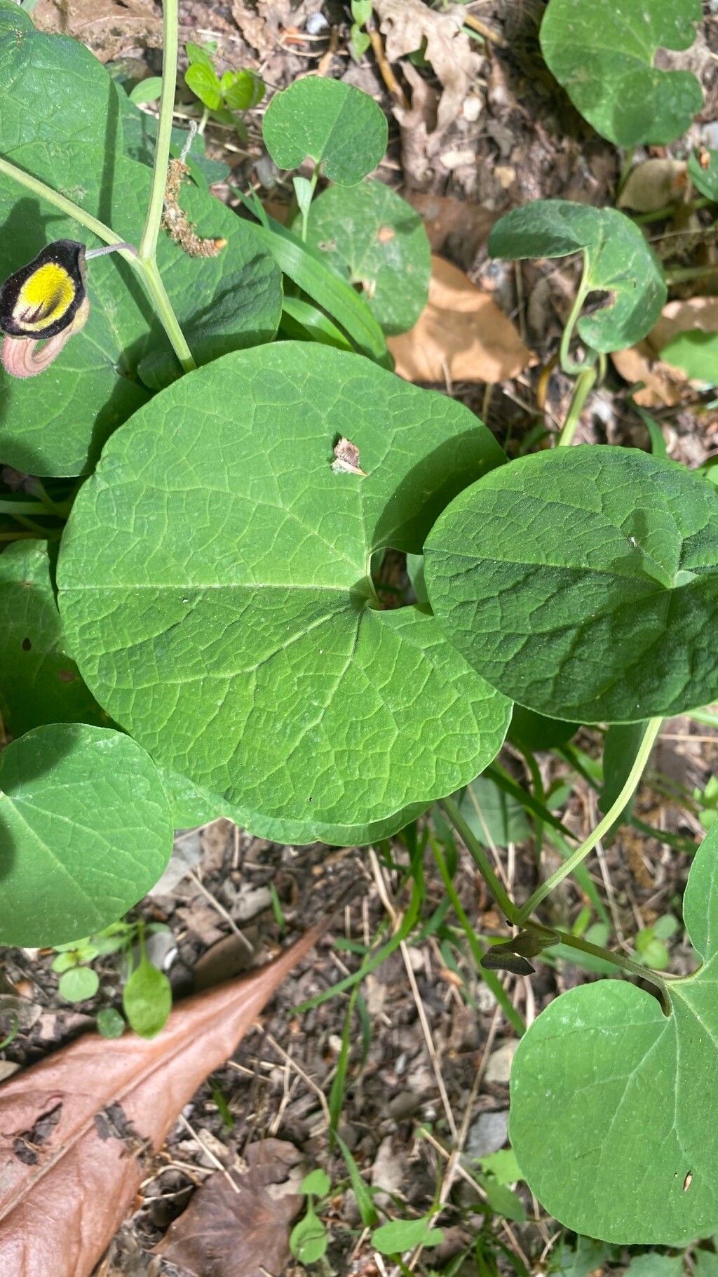 Aristolochia steupii — search result for 'Aristolochia'