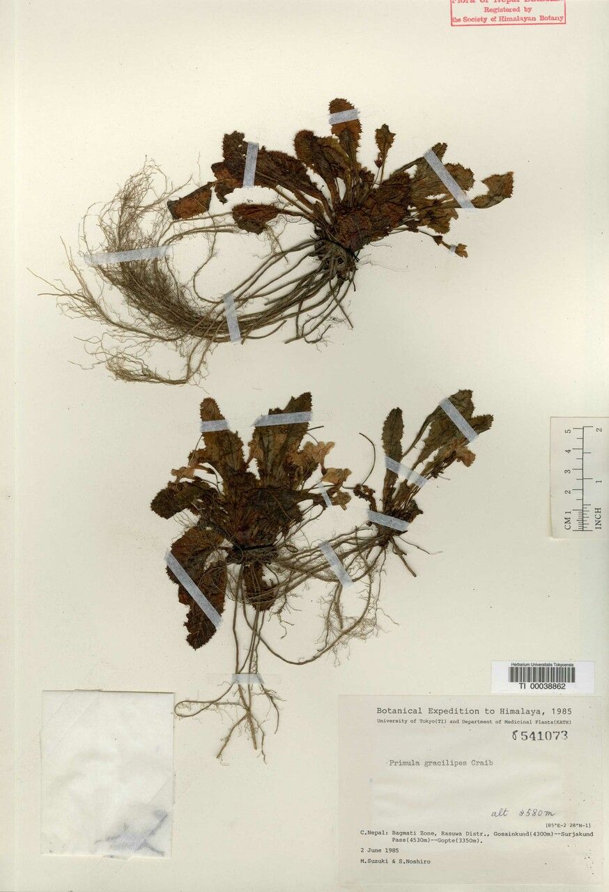 Primula gracilipes other