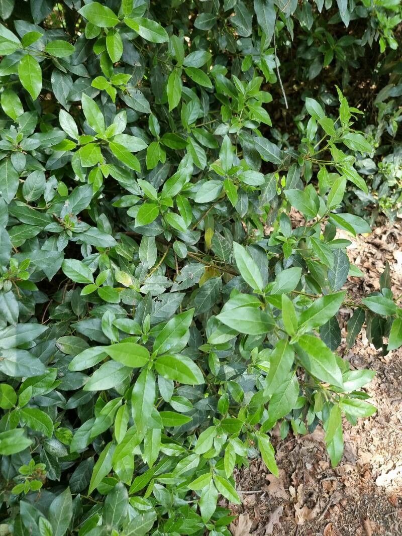 Rhamnus prinoides leaf