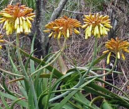 Aloe fievetii habit