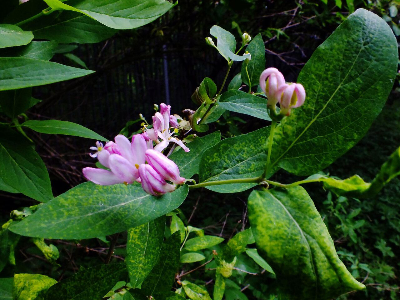 Lonicera bella — search result for 'Lonicera'