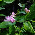 Lonicera bella