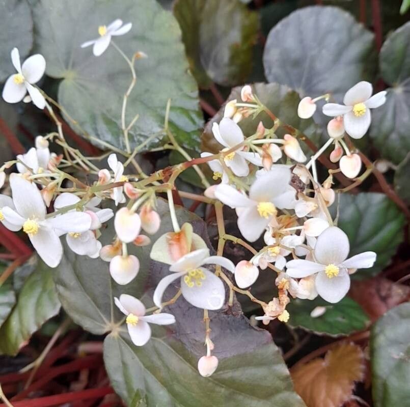 Begonia nigritarum flower