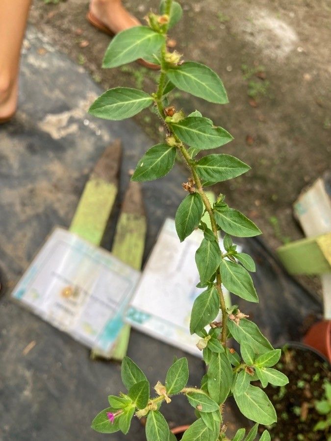 Cuphea carthagenensis — search result for 'Cuphea'