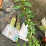 Cuphea carthagenensis