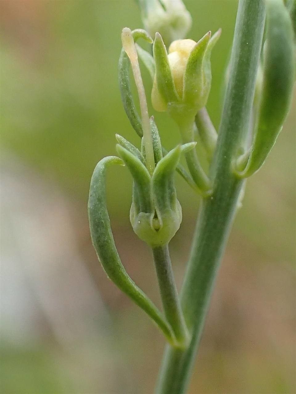Linaria repens fruit