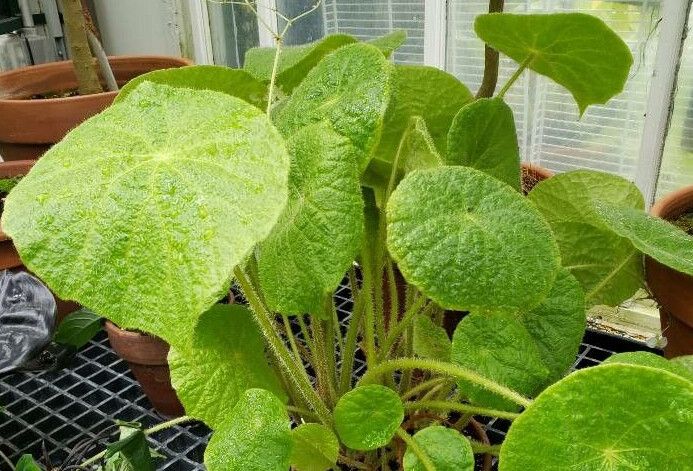 Begonia sudjanae habit