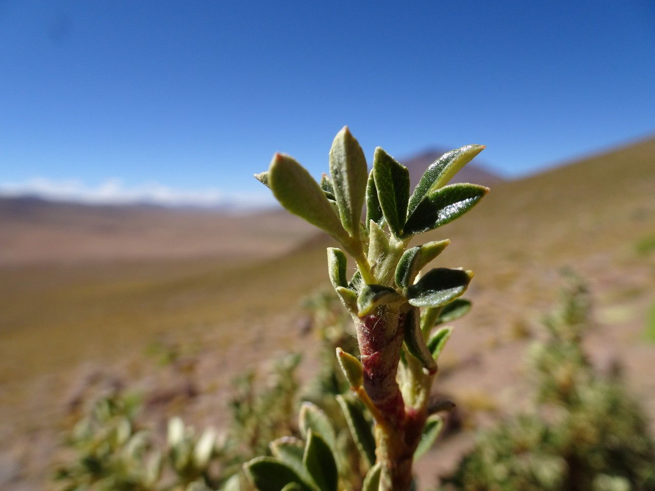 Polylepis tomentella — houseplant care guide