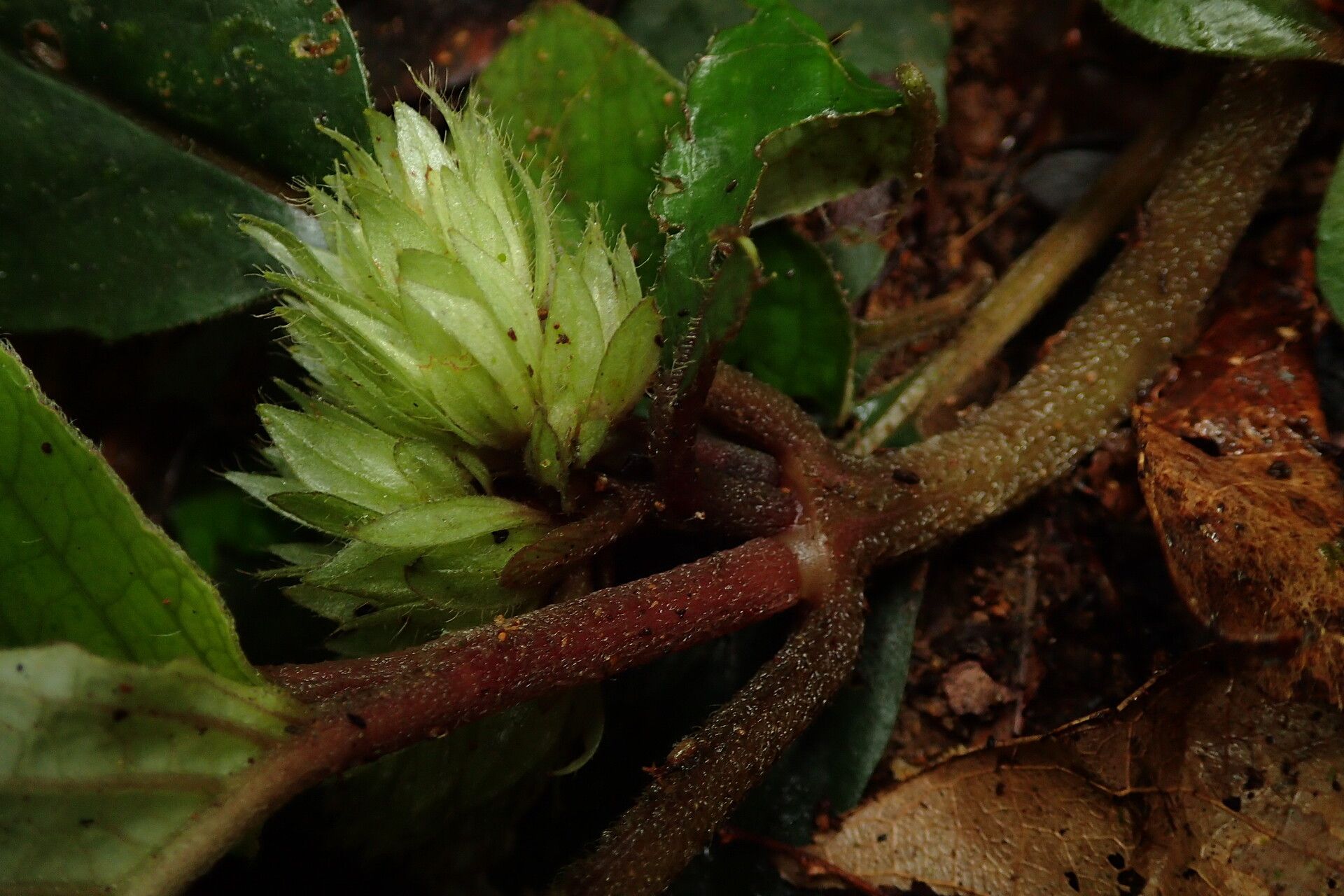 Staurogyne bicolor flower