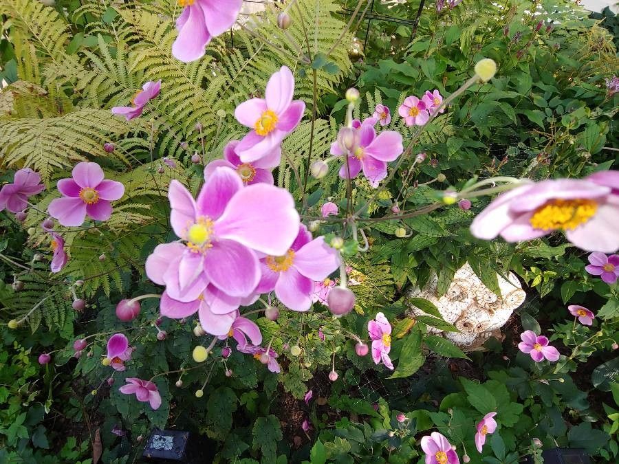 Anemone vitifolia flower