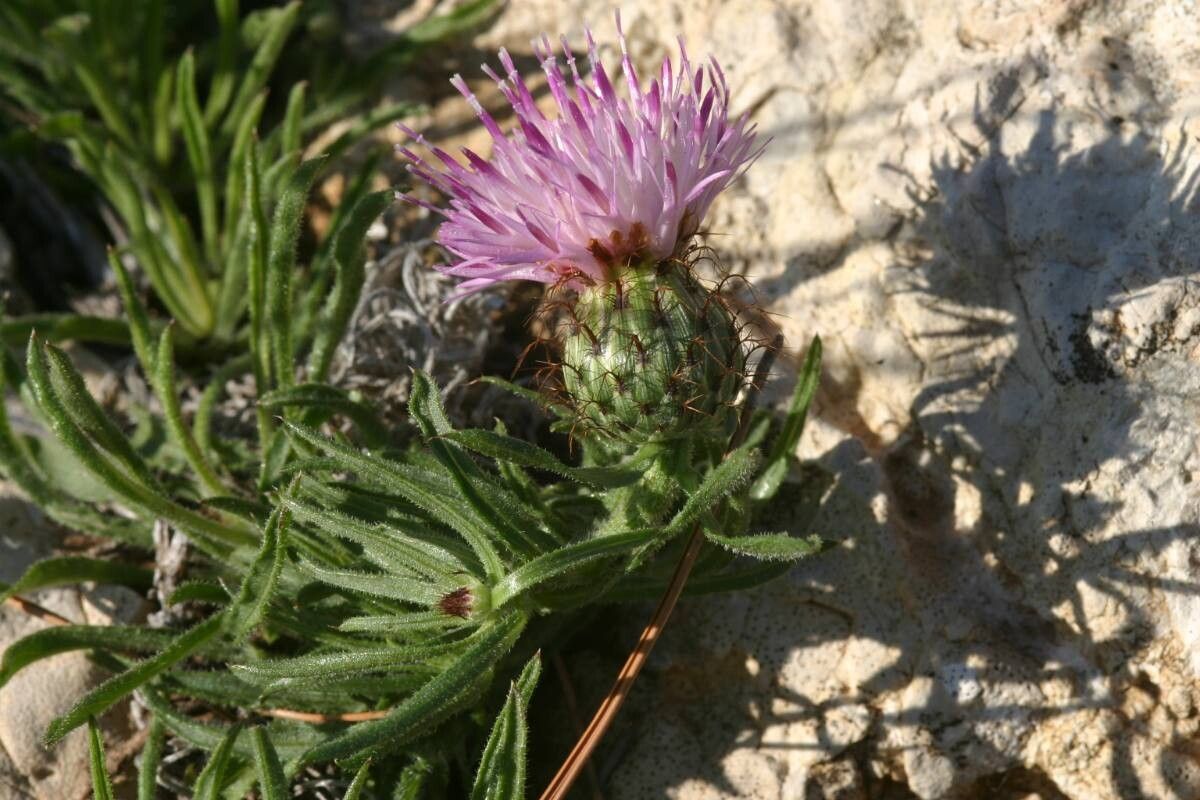 Centaurea stuessyi flower