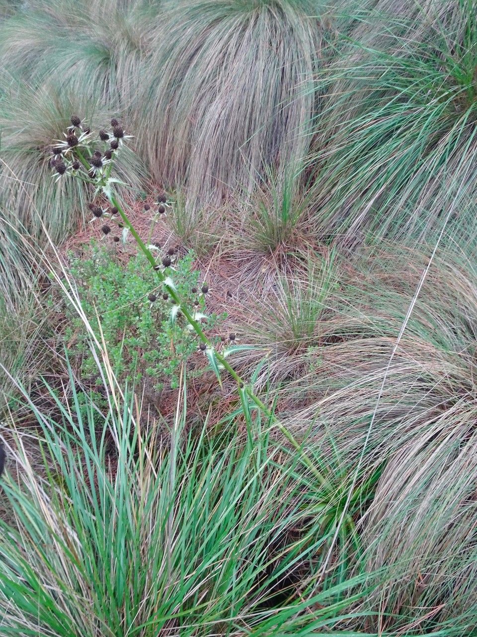 Eryngium deppeanum habit