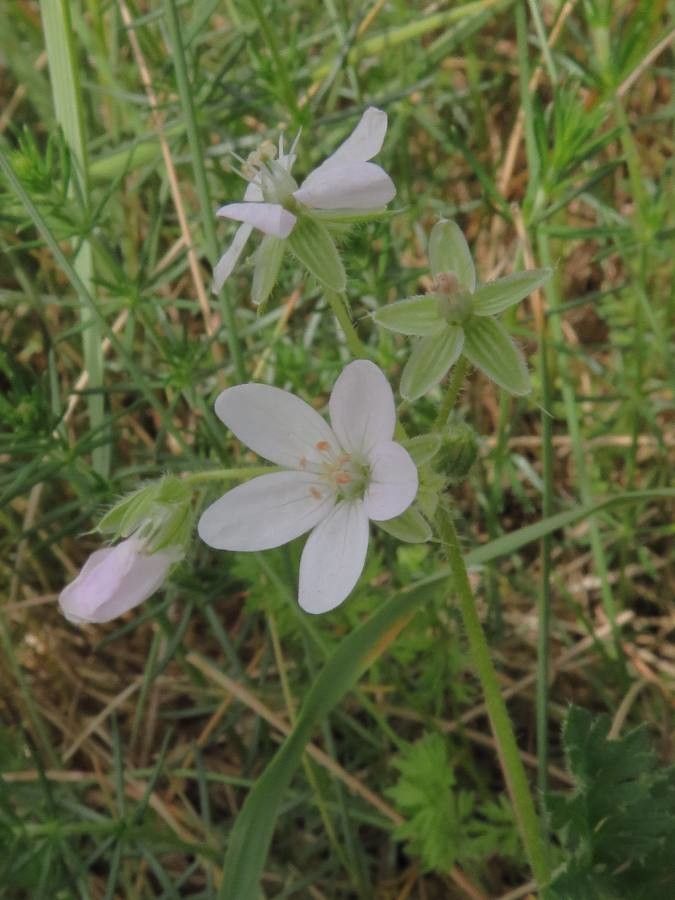 Erodium lebelii leaf