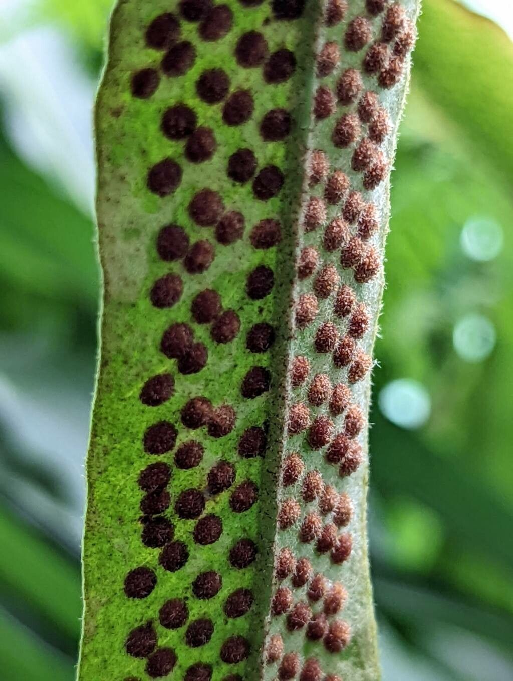 Pyrrosia distichocarpa fruit