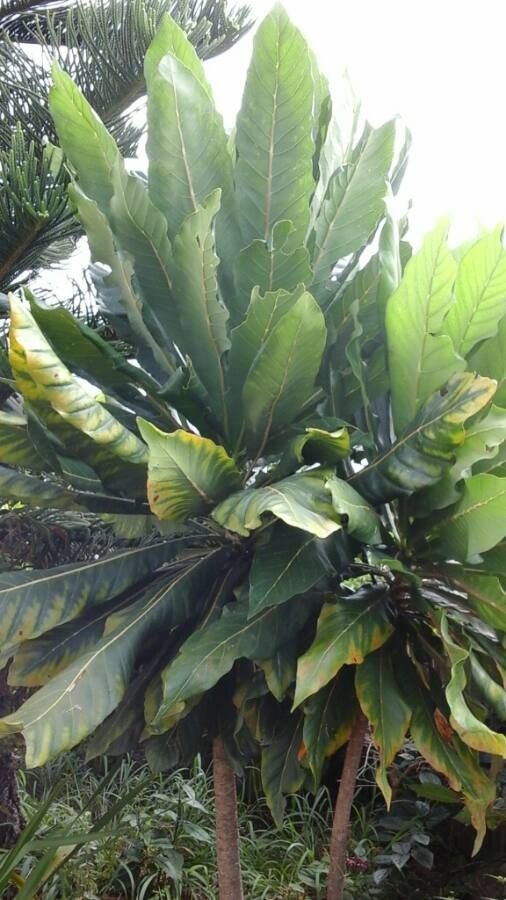 Meryta denhamii leaf