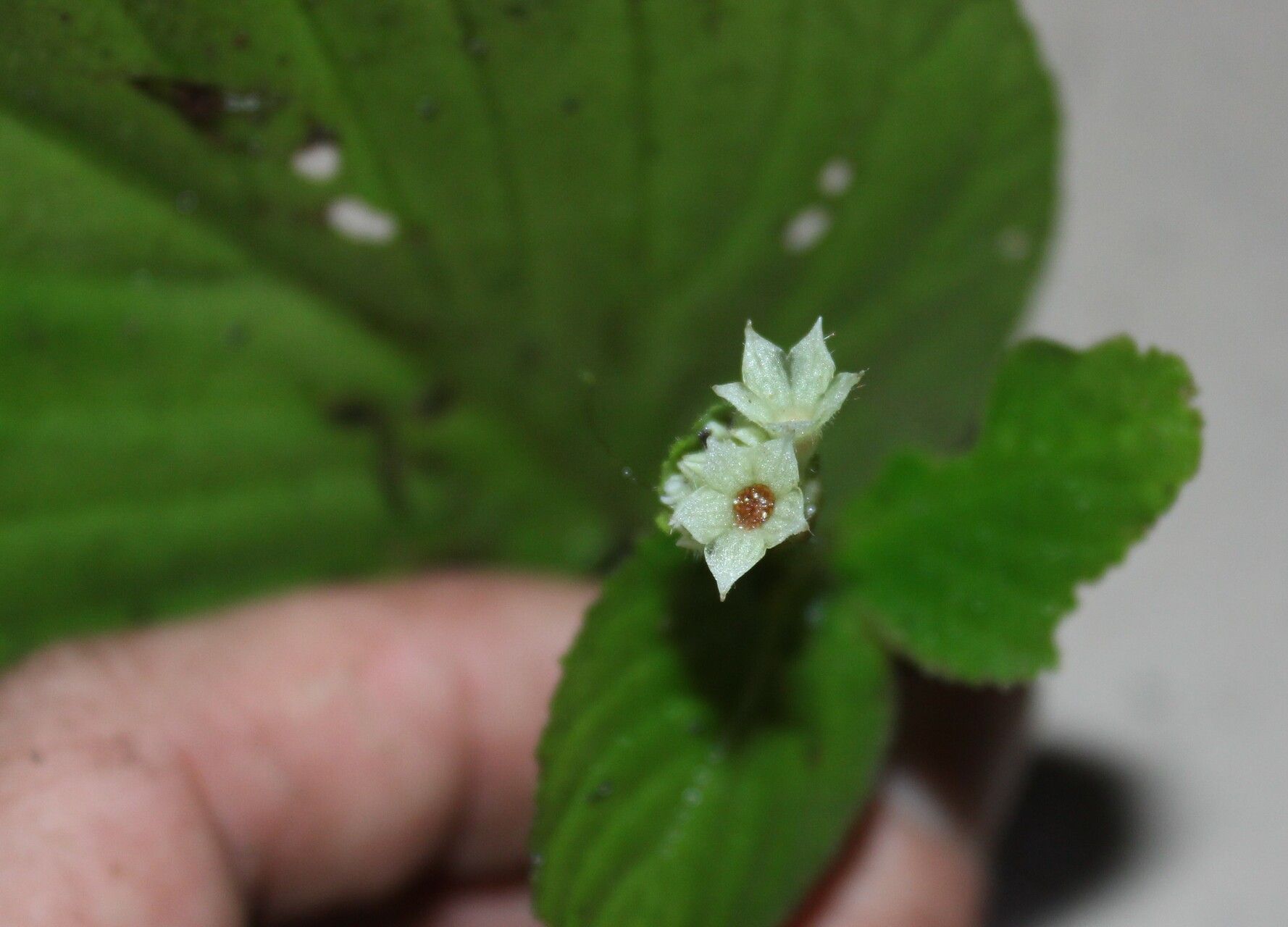 Epithema tenue flower