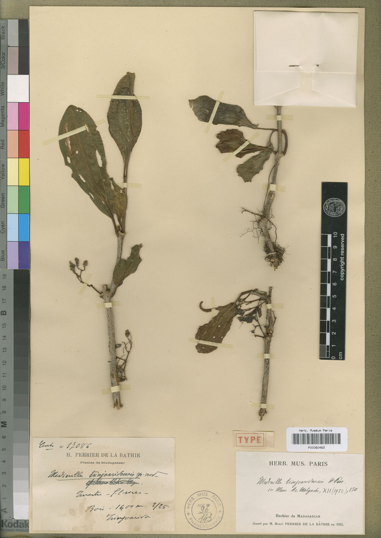 Medinilla tsinjoarivensis — search result for 'Medinilla'